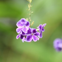 <i>Duranta erecta</i>  L.